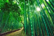 Amazing Bamboo Forest in Kyoto, Japan