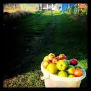 greenhouse allotment apples
